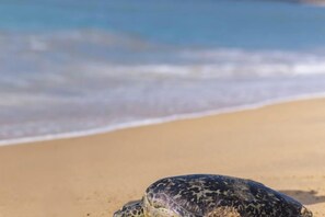 Una tortuga en una playa arenosa, con olas del océano al fondo.