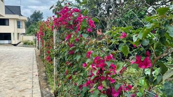 Een tuin met bougainvillea druiven en een geplaveid pad.