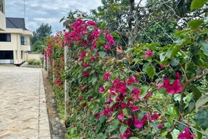 Een tuin met bougainvillea druiven en een geplaveid pad.