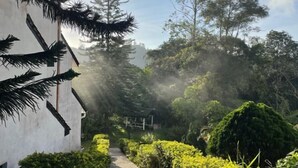 Un sendero atraviesa un jardín exuberante con follaje denso y un edificio blanco con detalles negros.