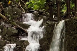 Room - Forest 101 (Real)