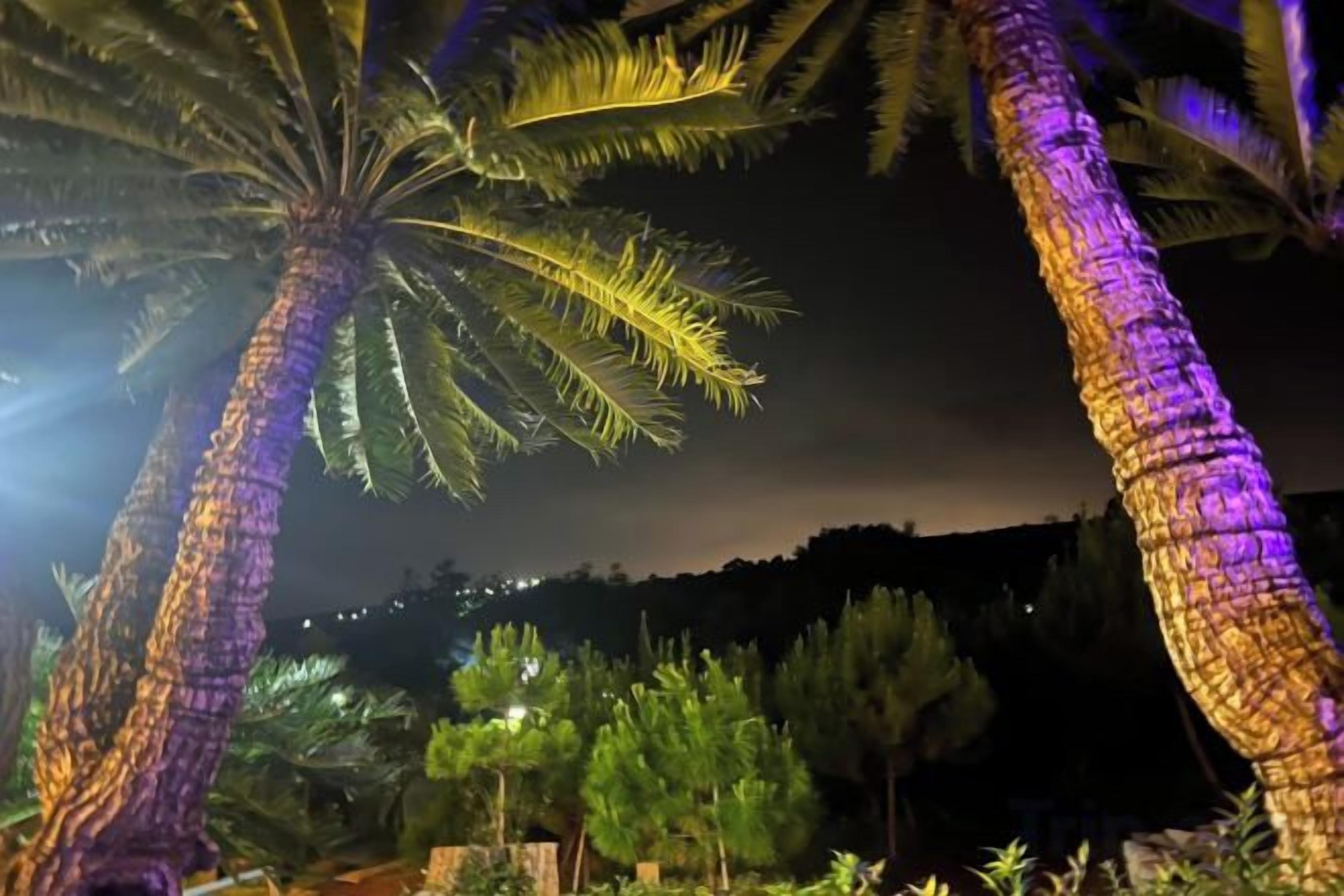 A night scene with illuminated palm trees and a dark sky.