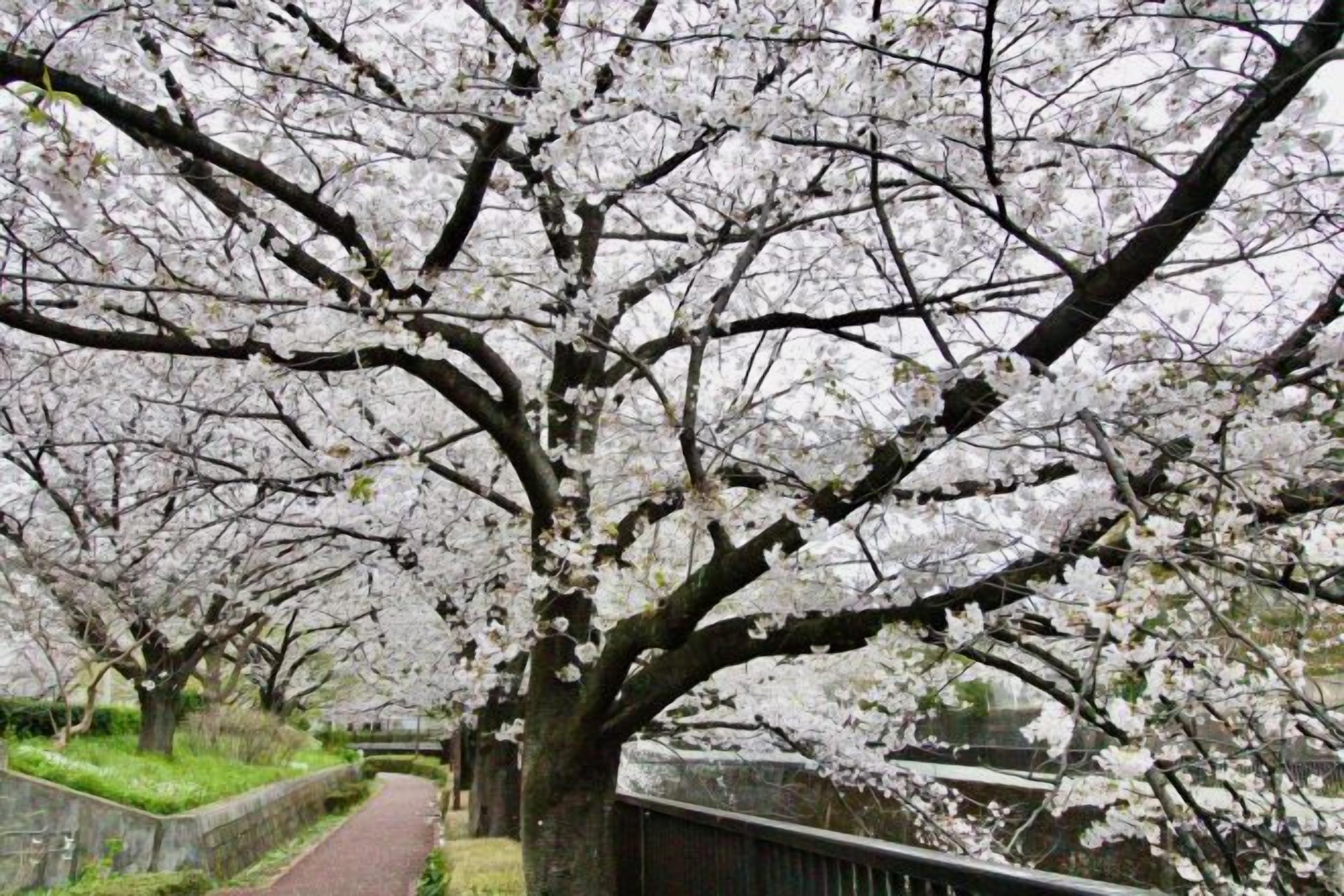 A pathway lined with cherry blossom trees.