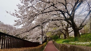 A pathway lined with cherry blossom trees, a stone wall on one side, and a wooden fence on the other. - Takinoen Standalone House for 7 12 mins Train to Ueno (Tokyo)