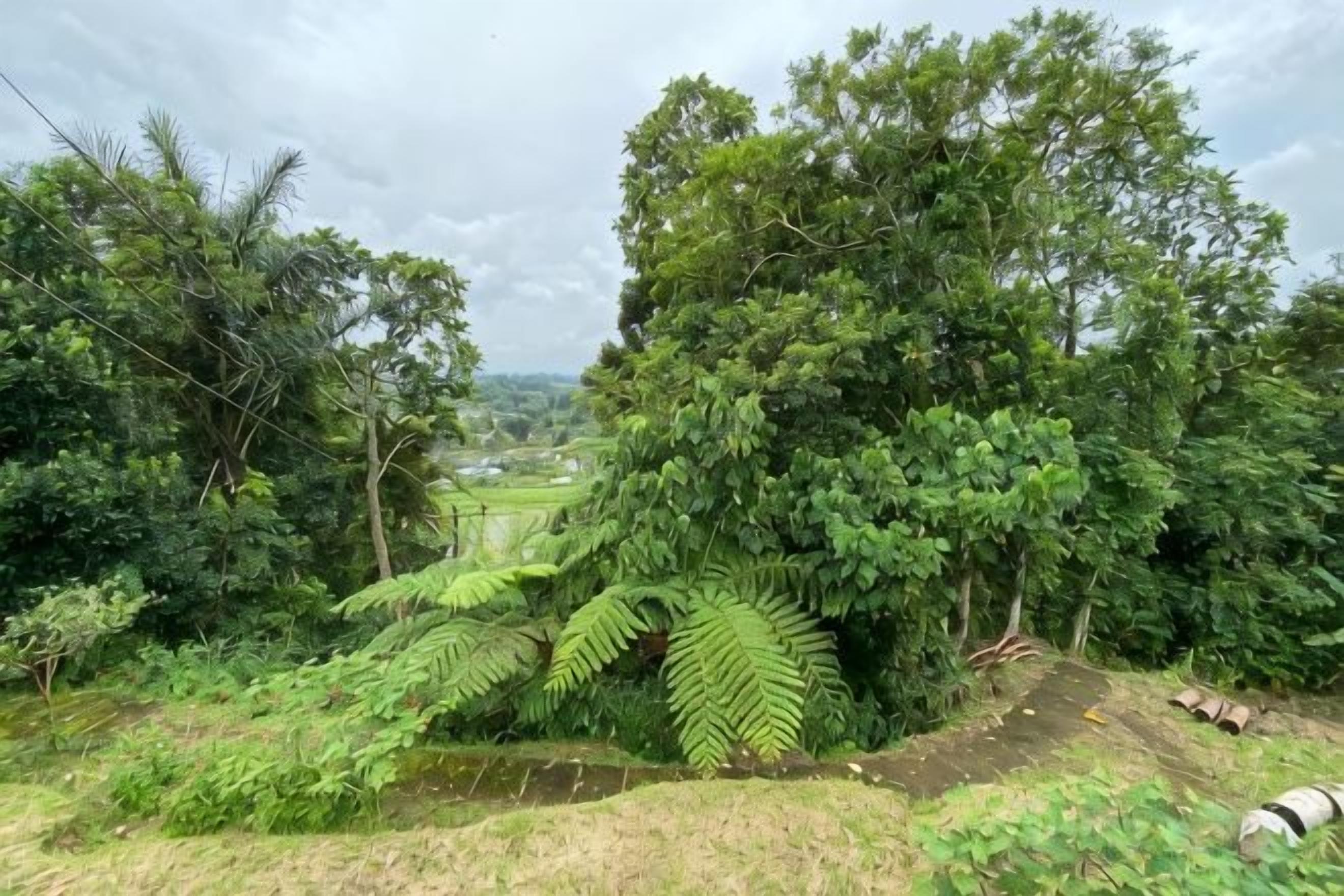 Un paisaje verde exuberante con follaje denso y una vista distante de un pueblo.