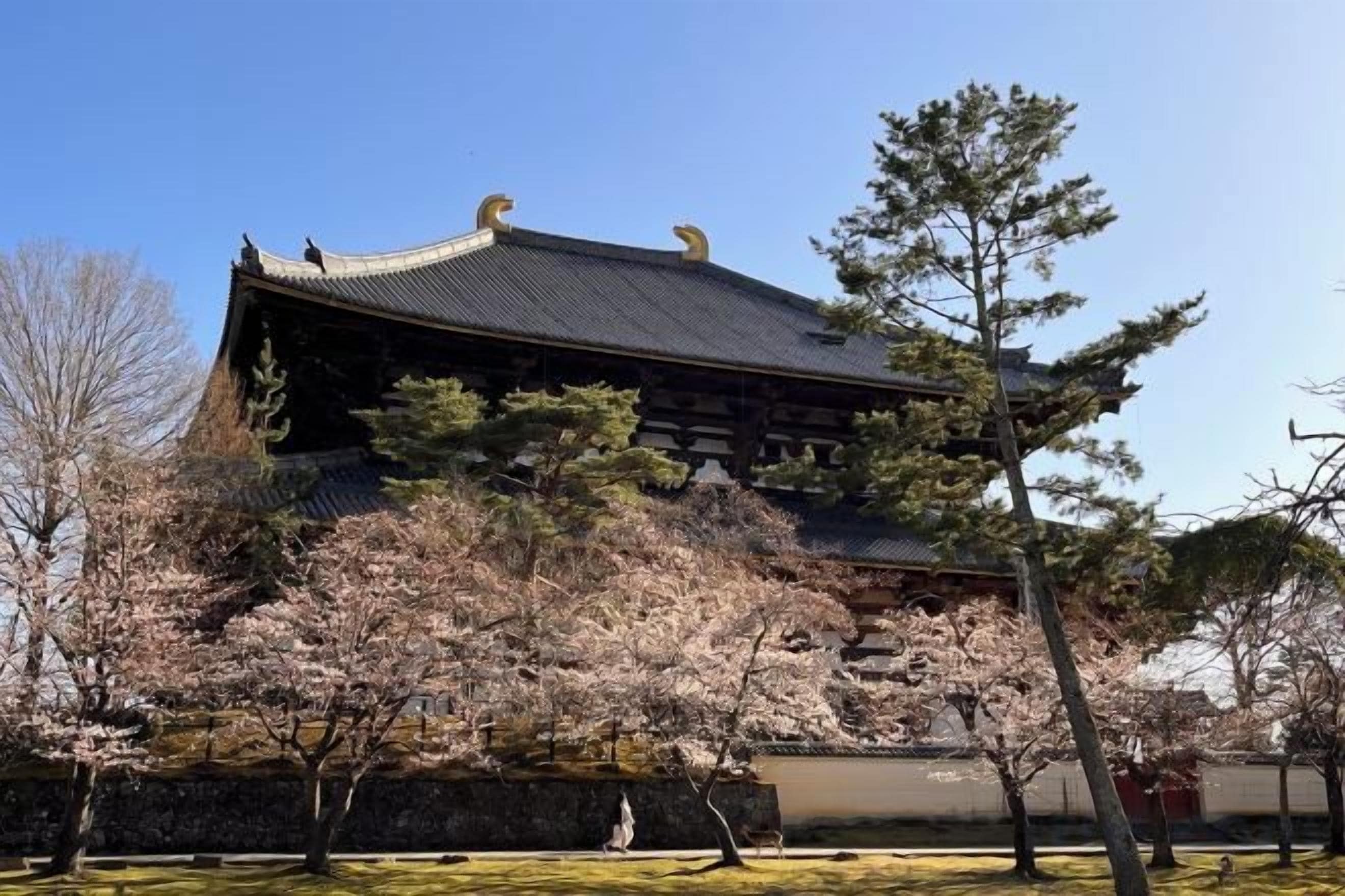 A traditional building with a sloped roof, surrounded by cherry blossom trees.