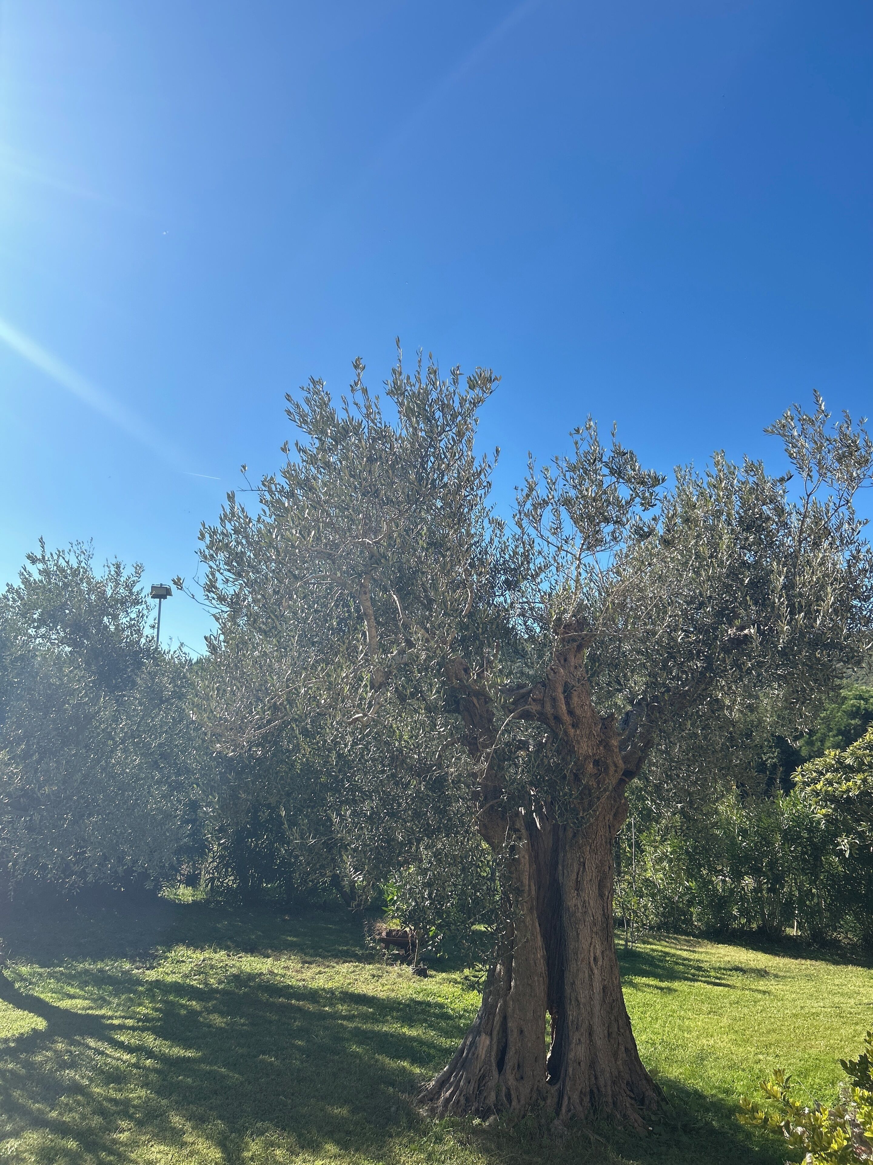 Un árbol grande con un tronco grueso y follaje denso en una zona cubierta de hierba.