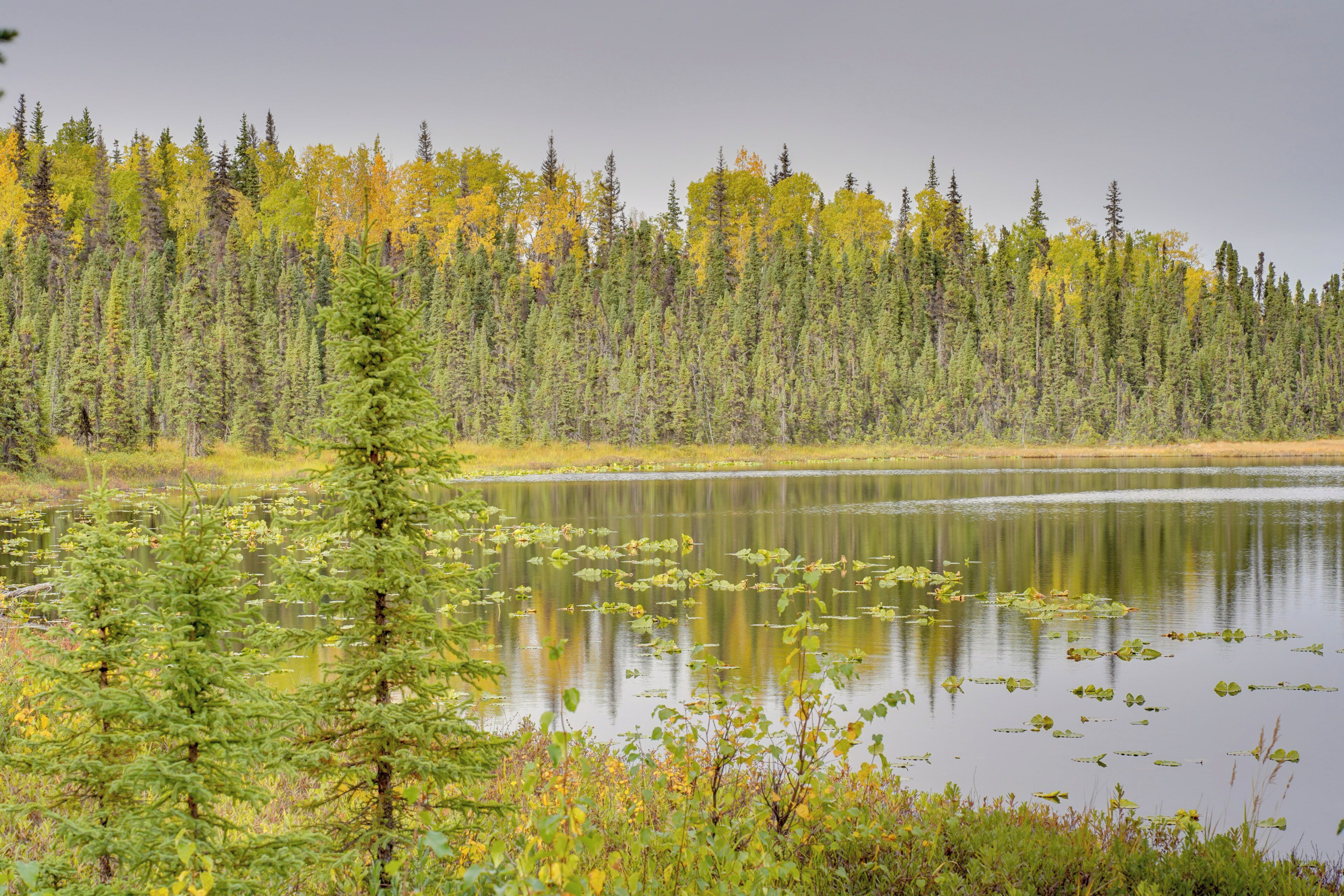 A calm lake surrounded by dense forest with autumn foliage.