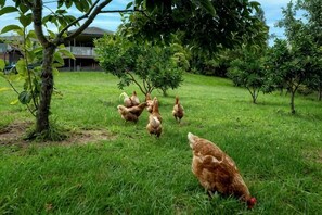 Unclassified image, 3 of 35, button - Rotorua Family Retreat Hamurana 10000Sqm Lawn (Hamurana)
