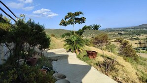 Un sendero de hormigón que lleva a una colina con una palmera y plantas en macetas.