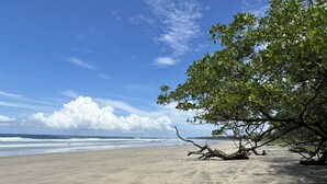 A beach with a fallen tree, clear sky, and ocean waves.
