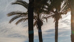 Una playa con palmeras, una orilla arenosa y un paisaje urbano al fondo.