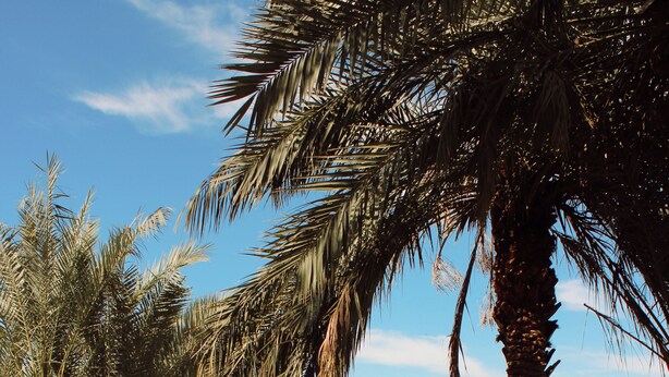 A river with palm trees and a bridge. - Colorado River RV in Enchanting Needles with beautiful views and boat launch. (Needles)