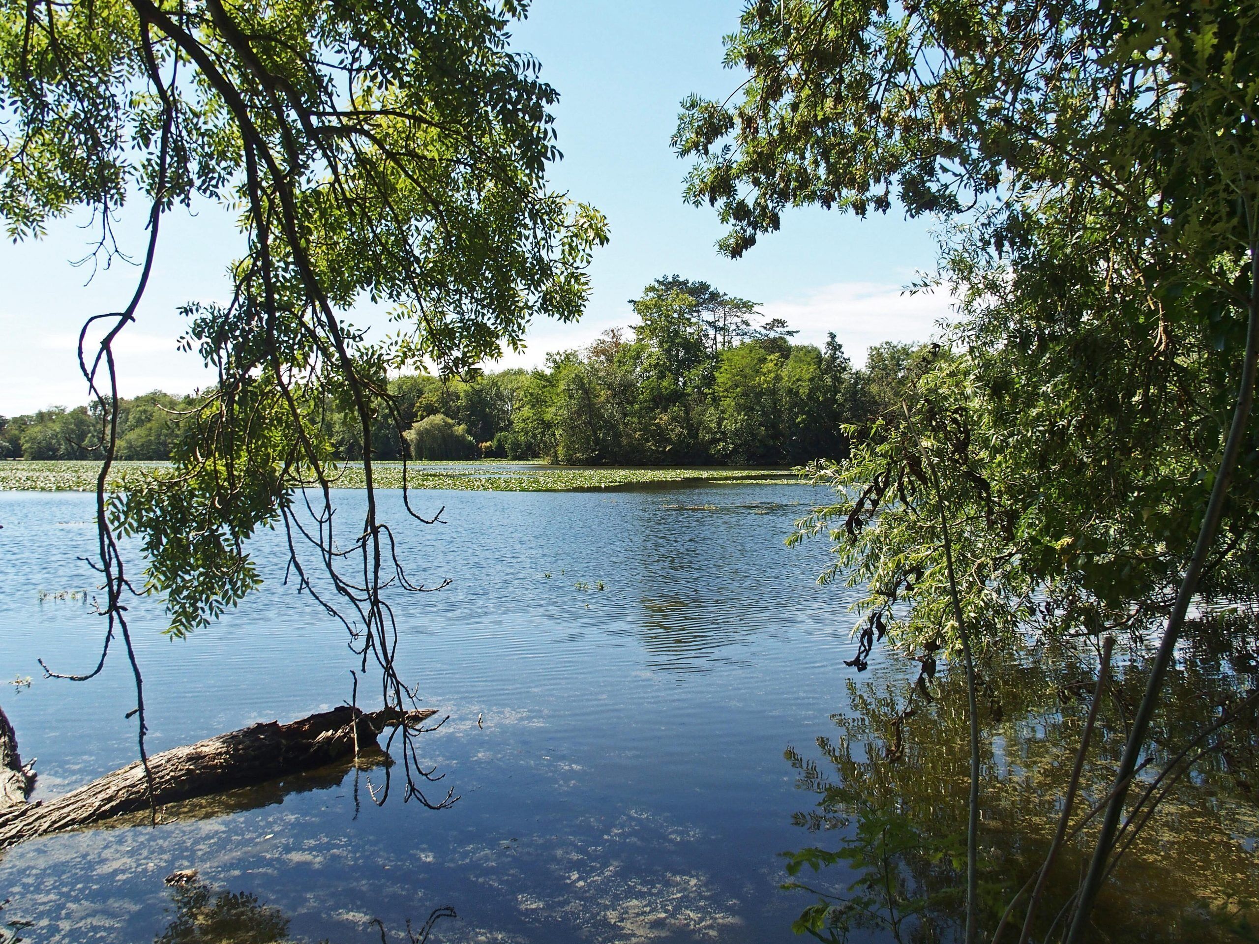 A calm lake surrounded by dense trees and a clear sky.