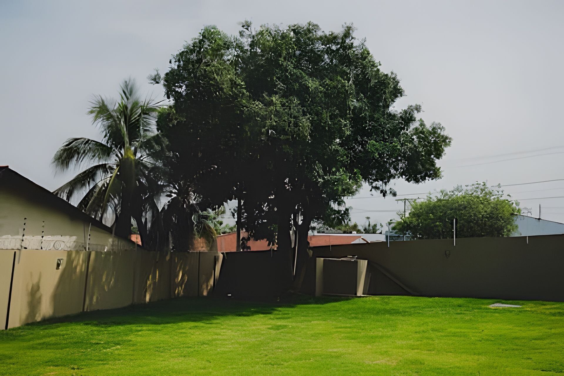 Un césped con un árbol grande, un muro de hormigón y un edificio con techo inclinado.