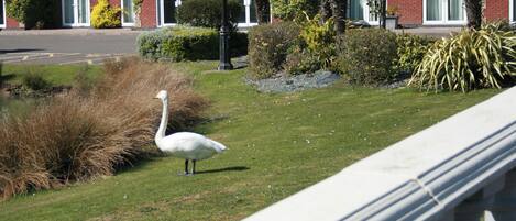 A white bird on grass near a building with arched windows and a sign reading 'Trafalgar.'