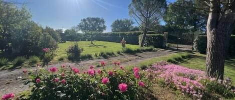 A garden with a path, flowering plants, and a clear sky.