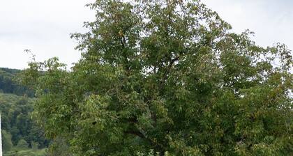 Trimosa Apt. | River Retreat with 3 bedrooms