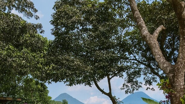 Un jardín con una fuente central rodeada de plantas en macetas y un sendero de piedra.