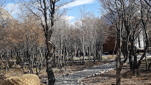 Paisaje rural con un hilera de árboles y un camino de grava.