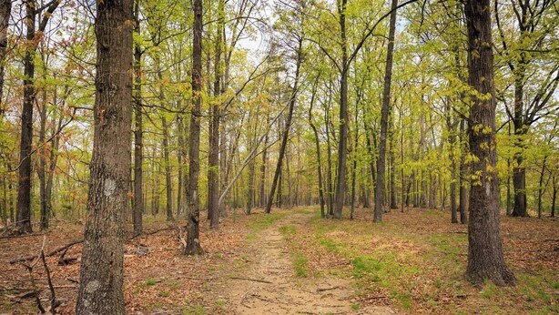 Un sendero en el bosque rodeado de árboles altos con follaje verde.