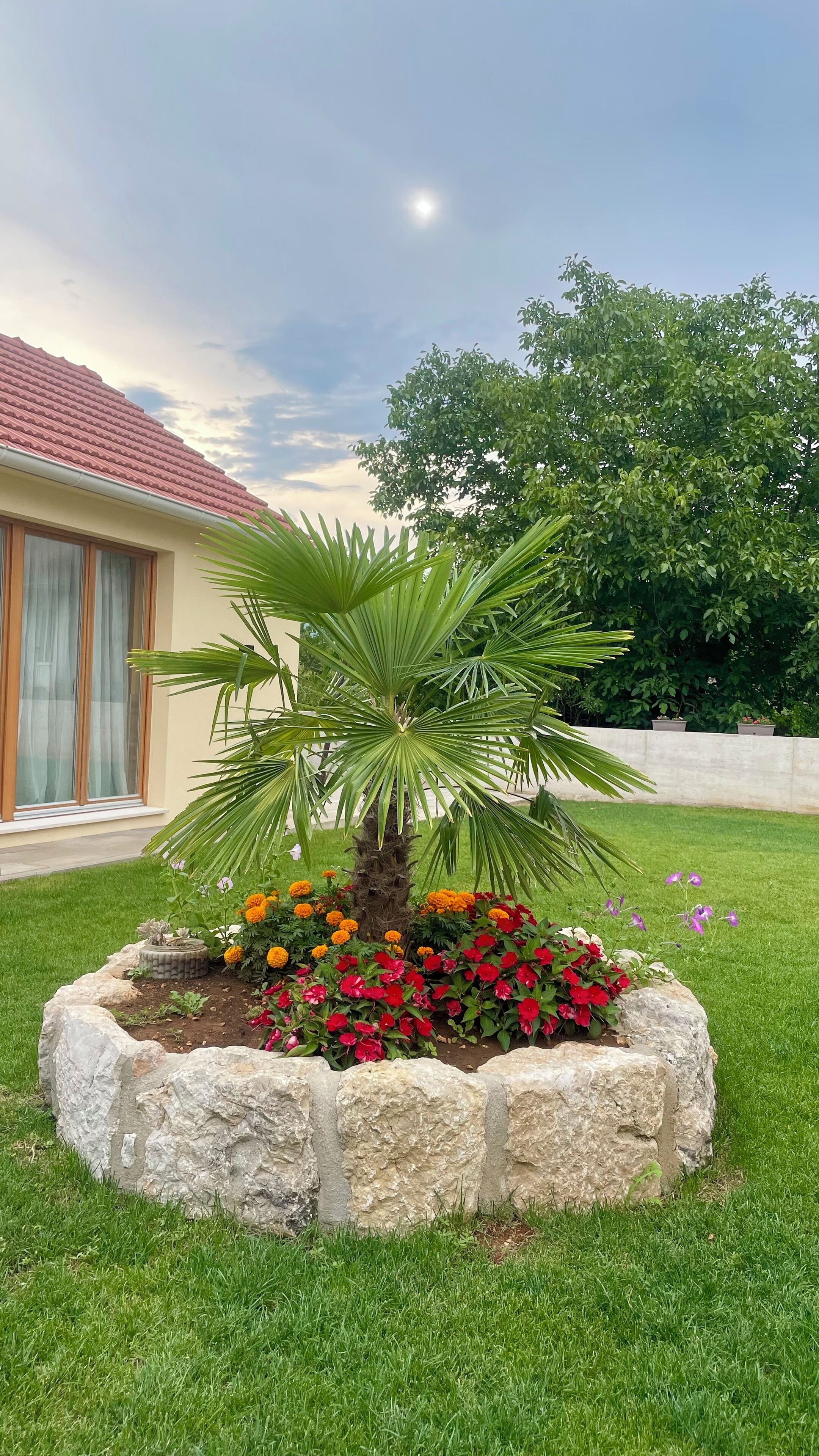 En välskött trädgård med en palm och färgstarka blommor i en rabatt av sten, med ett hus i bakgrunden som har ett tak täckt med tegelpannor och stora fönster.