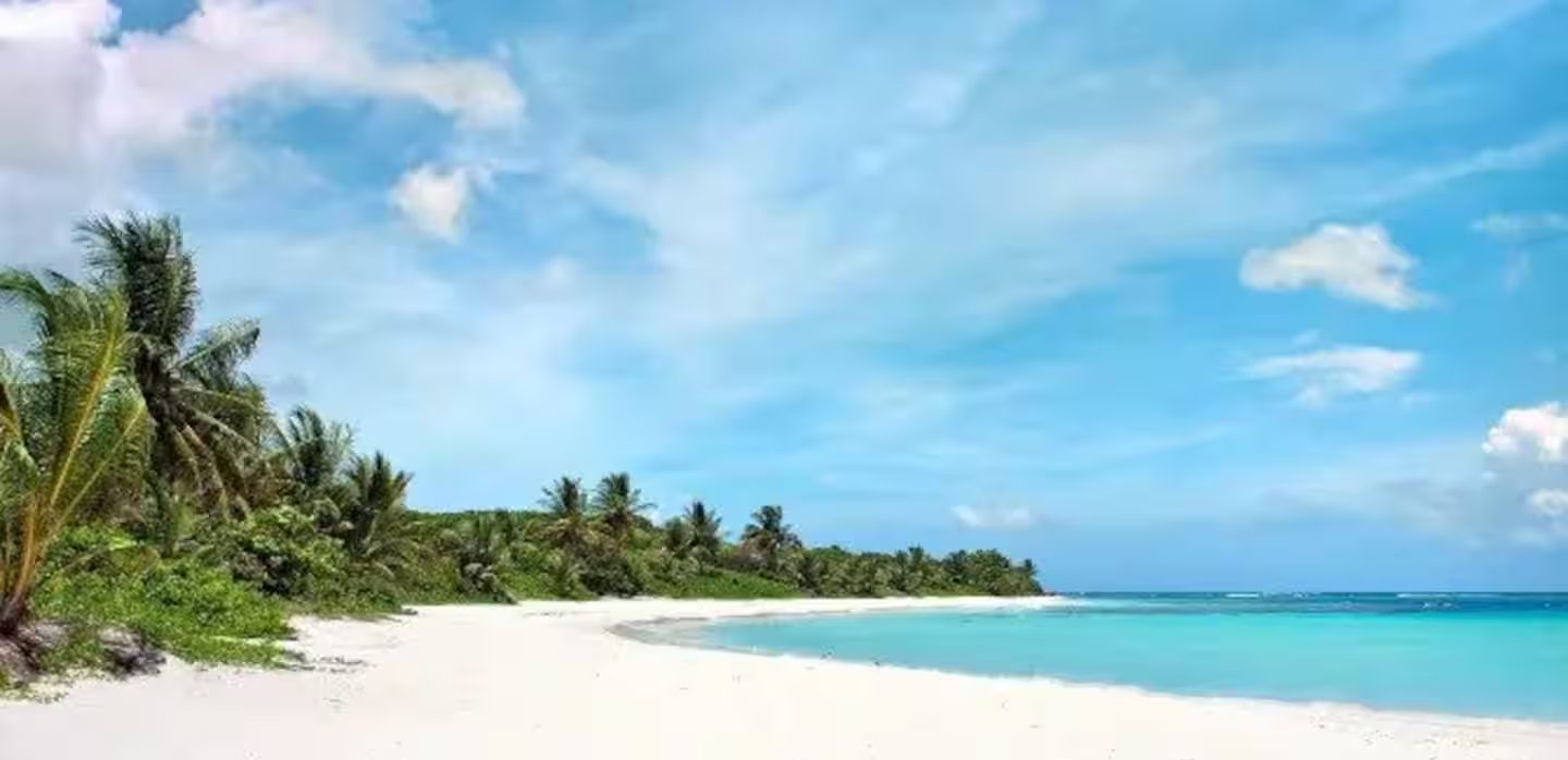 A beach scene with a clear sky and palm trees.