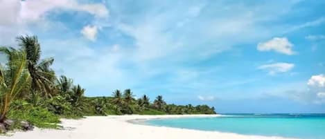 A beach scene with a clear sky and palm trees.