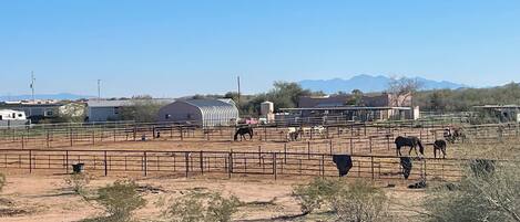 Eine von einer Zäunung umgebene Ranch mit Pferden und einem Stall im Hintergrund.