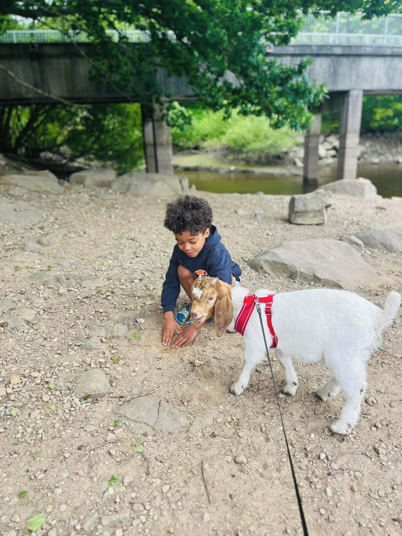 Pet-friendly