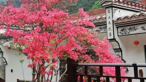 A traditional building with a white facade and black decorative elements, surrounded by blooming pink trees. - Jiu Hua Qing Quan Hotel (Qingyang)