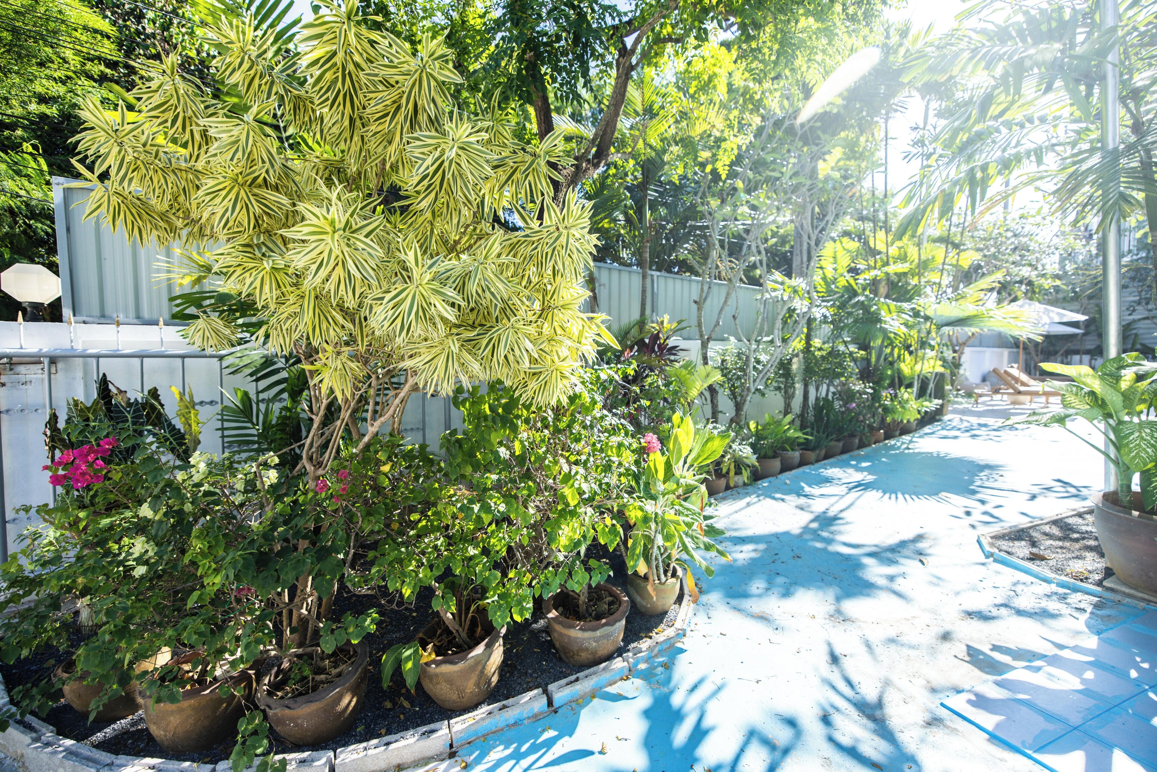 A garden with various potted plants and a pathway.