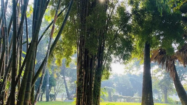 An outdoor seating area with red and green chairs around a glass table, surrounded by bamboo trees and a grassy field. - Reverie Resort (Gazipur)