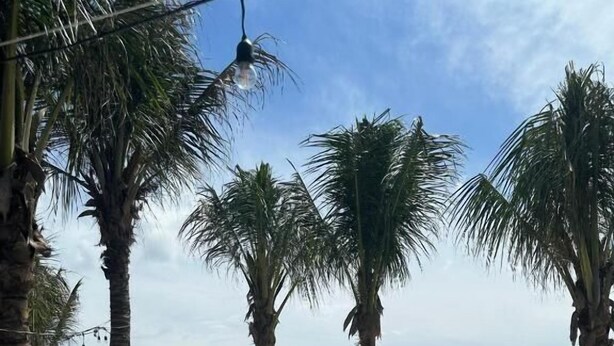 Un área de descanso en la playa con palmeras, sillones y sombrillas.