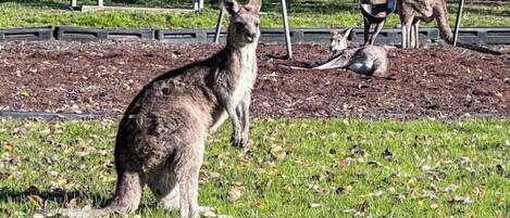 A kangaroo in a grassy area with a bench and a fence in the background.