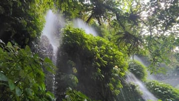 A waterfall surrounded by dense greenery.