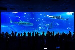 Miscellaneous - Coldio Marina Kin (Kin)