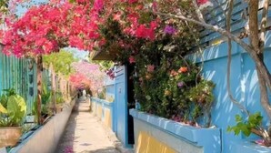 A narrow pathway flanked by blue walls and vibrant bougainvillea flowers. - The Iris Pool Villa (Chalong)