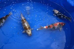 A blue container with three fish swimming inside. - Bullfighting and Nishikigoi Traditional Culture House (Nagaoka)