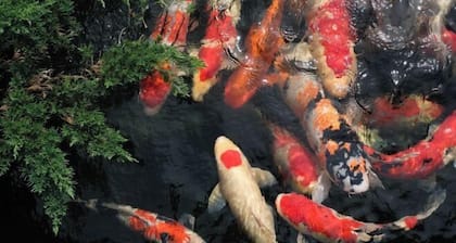 Bullfighting and Nishikigoi Traditional Culture House