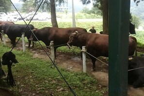 Unclassified image, 2 of 11, button - Bullfighting and Nishikigoi Traditional Culture House (Nagaoka)
