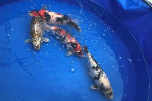 Dos peces koi en un recipiente azul.