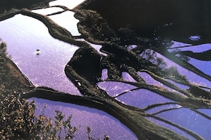 Paisaje con canales de agua y raíces de árboles.