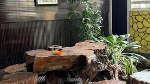 A rustic wooden table with a natural, irregular shape, surrounded by various types of plants. - Nha Cua Bot – 5BR 4BA in DaLat (Dalat)