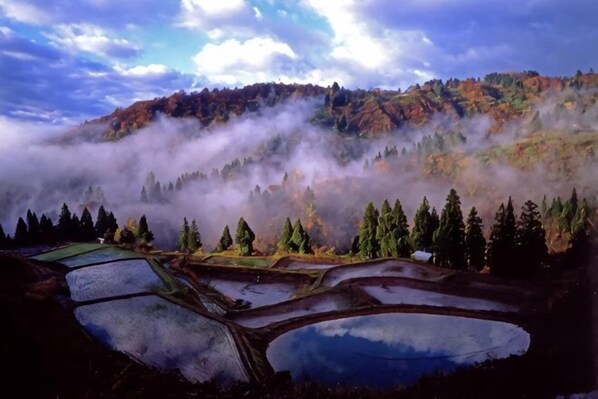 Terraced rice fields, a mountainous backdrop, and a forested area. - Bullfighting and Nishikigoi Traditional Culture Center (Ojiya)