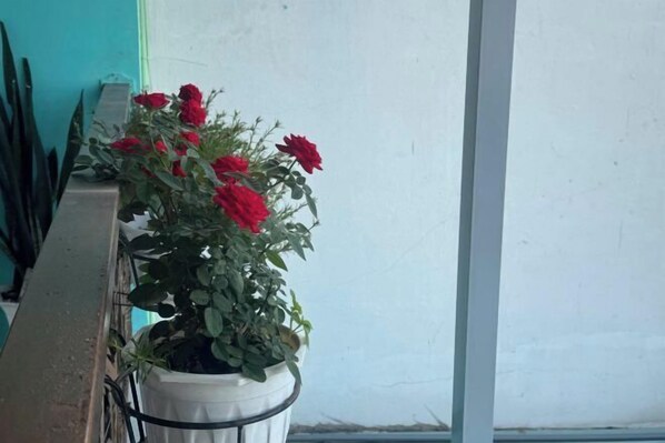 A potted plant with red flowers on a balcony.