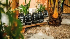 Potted plants on a wooden platform with a tree trunk in the background. - Seconda Stella Romantic Hideaway (Kusini)