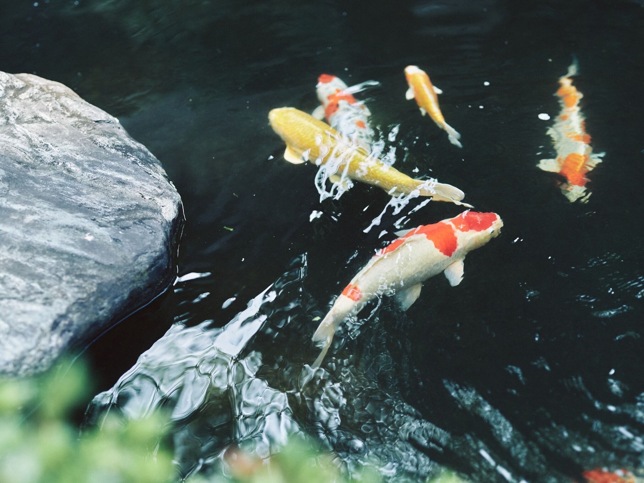 Koi fish swimming in a pond with a large rock.