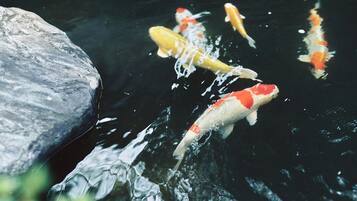 Koi fish swimming in a pond with a large rock.