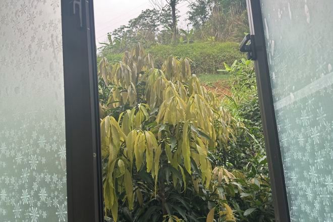 A view through a window with frost patterns, revealing a garden with yellow foliage and green plants.